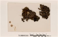 藏品(條袋梅衣)的圖片